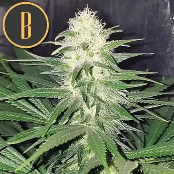 Samen 3x Chemdog #4 feminisiert Blimburn